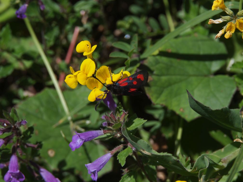 Sechsfleckwidderchen